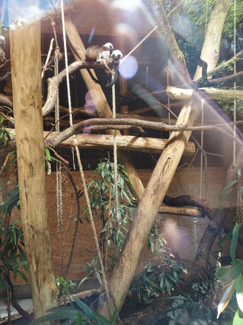 Cotton-top tamarin indoor housing, 2025-05-22