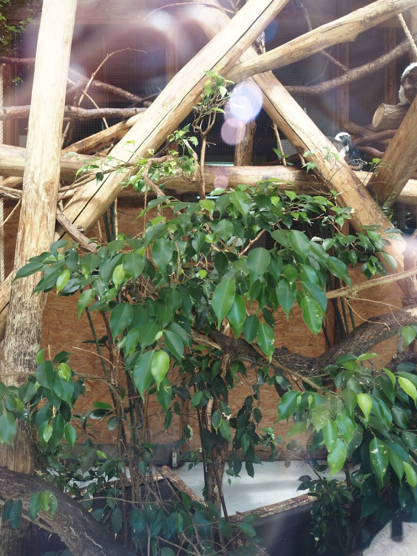 Cotton-top tamarin indoor housing, 2025-05-22