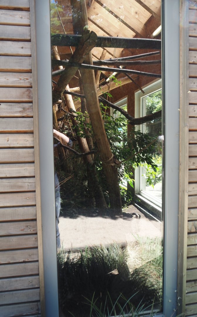 Cotton-top tamarin indoor housing, 2025-05-22