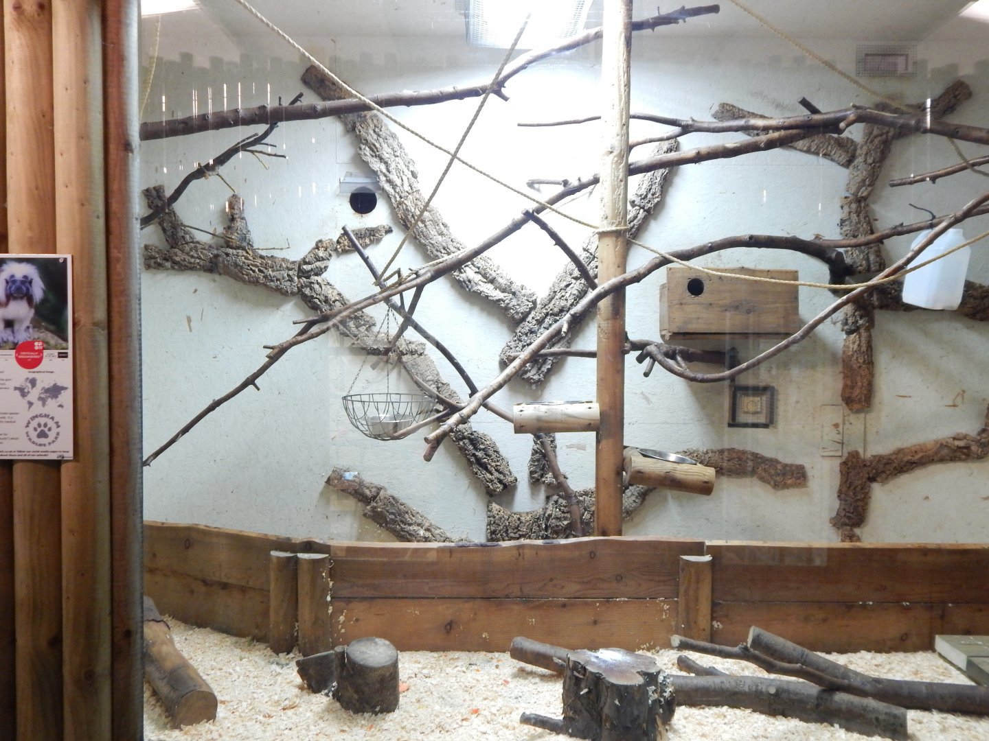 Cotton-top tamarin indoors habitat 030964