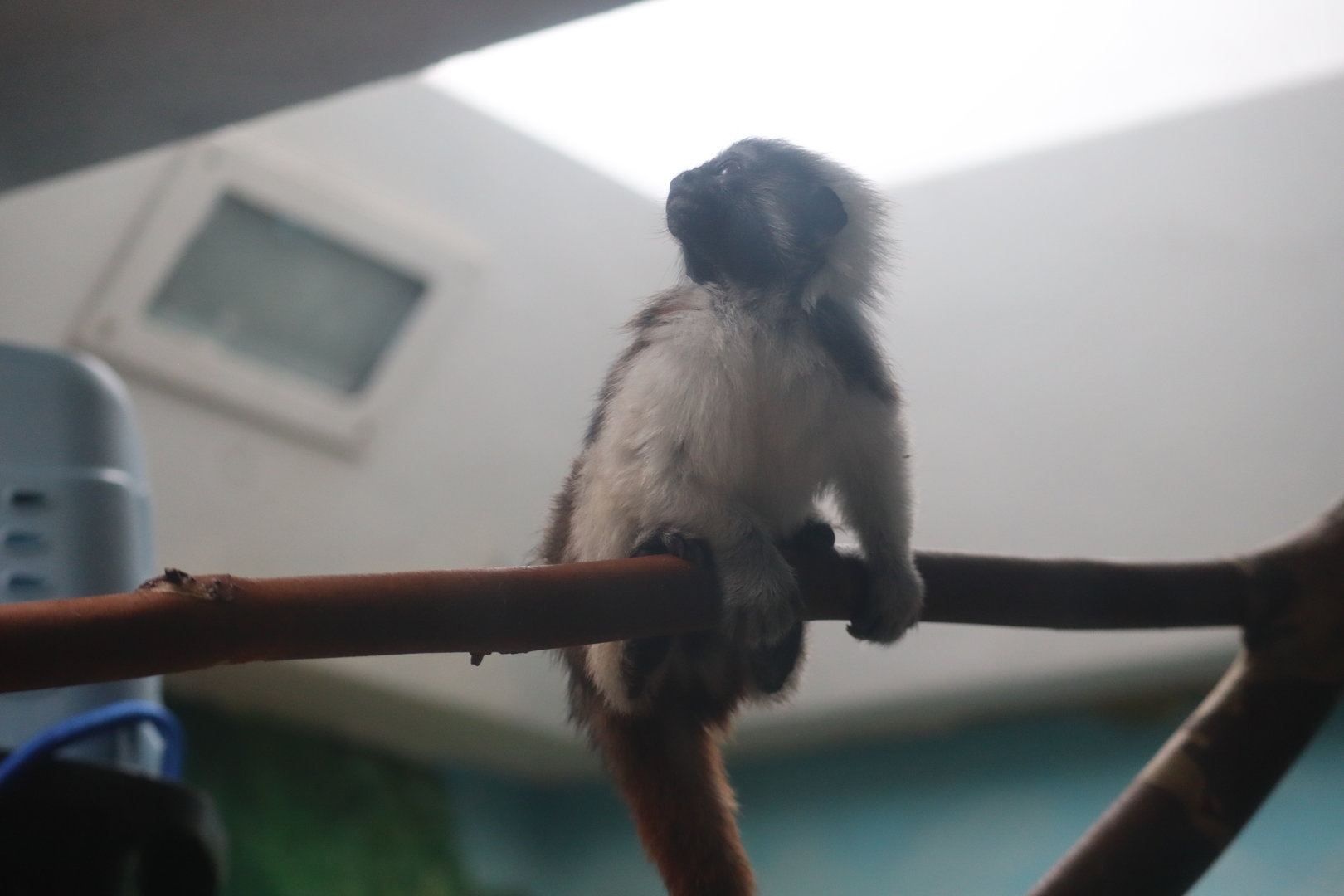 Cotton Top Tamarin Infant