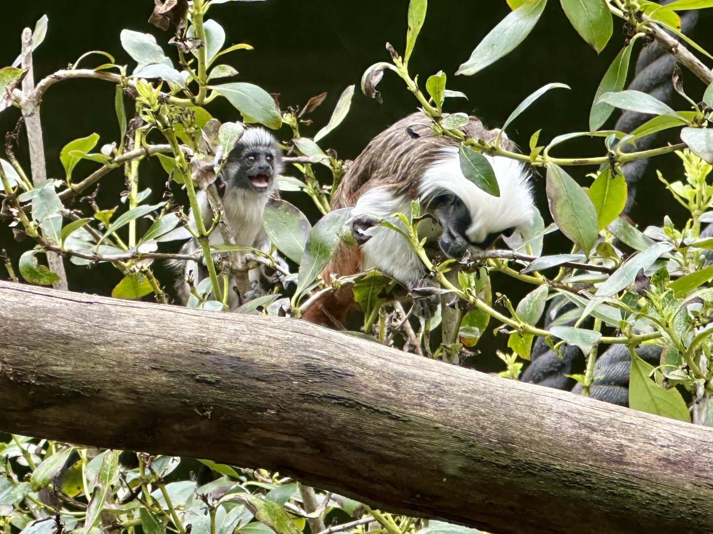Cotton-top tamarin infant