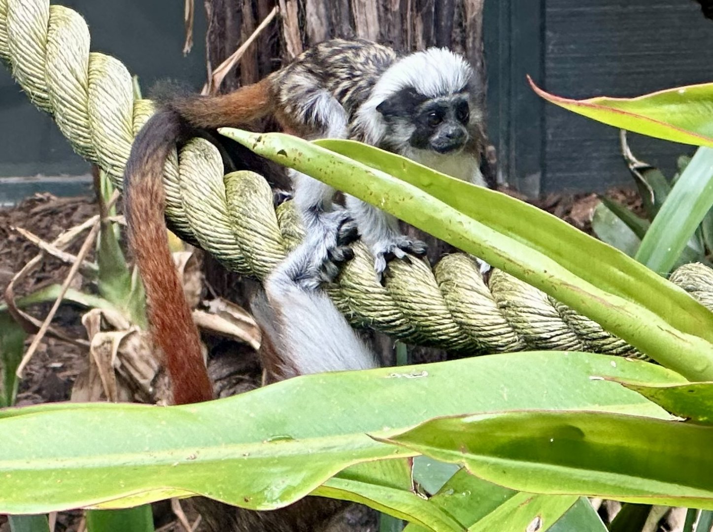 Cotton-top tamarin infant