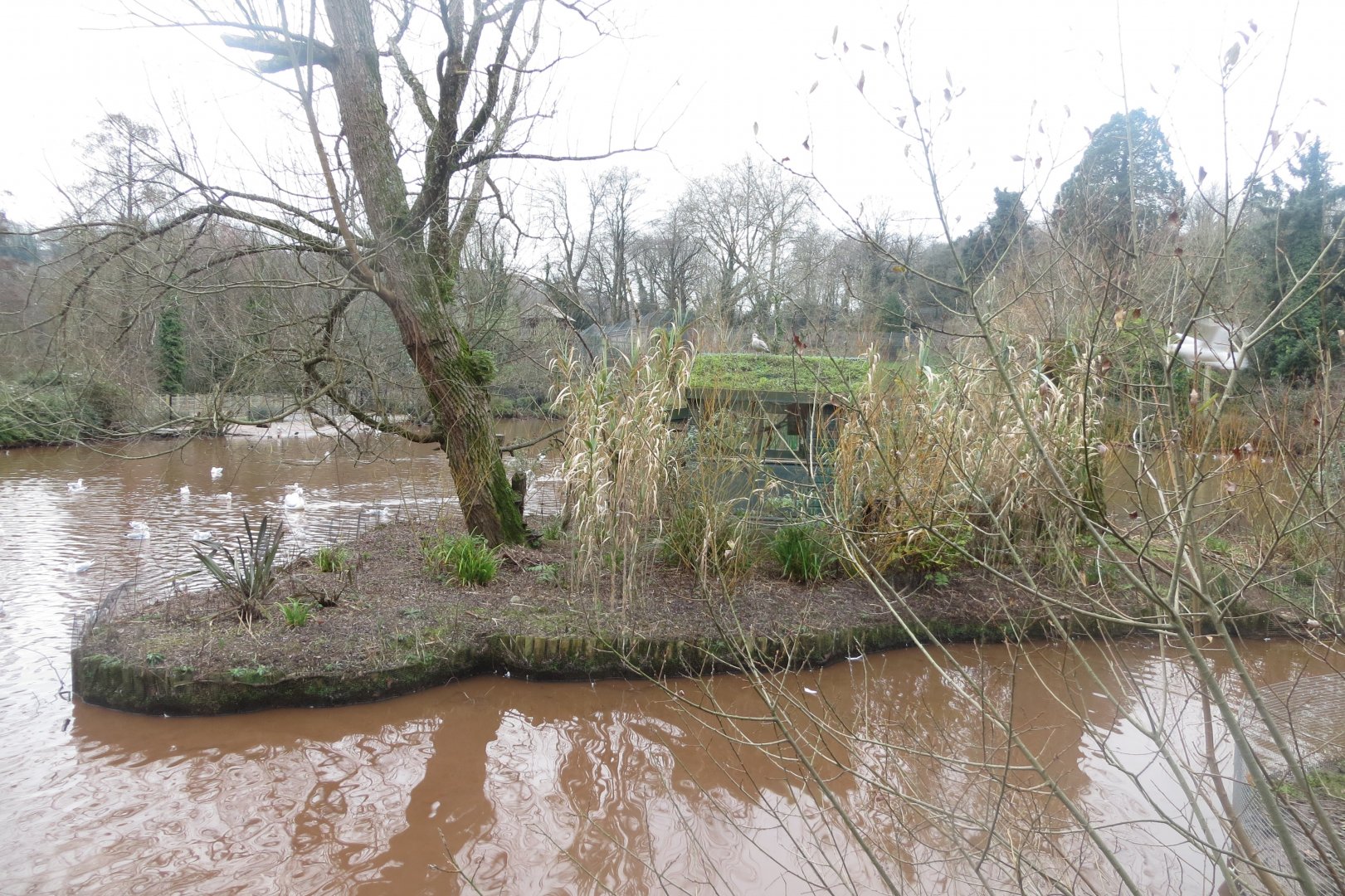 Cotton-top tamarin island 050119
