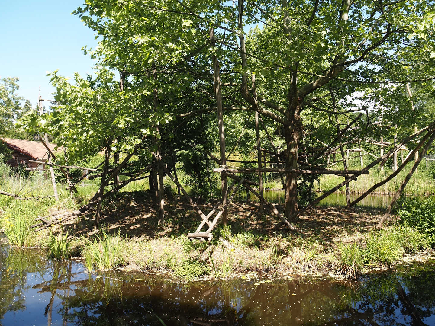 Cotton-top tamarin island, 2025-05-22