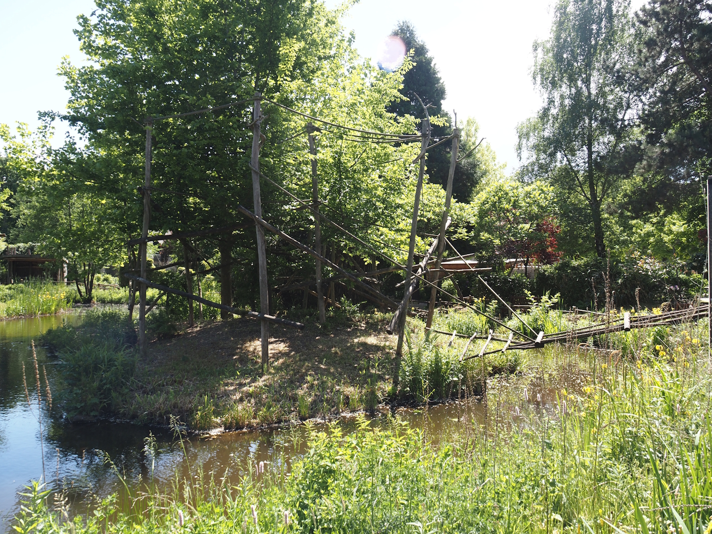 Cotton-top tamarin island, with Lar gibbon island , 2025-05-22