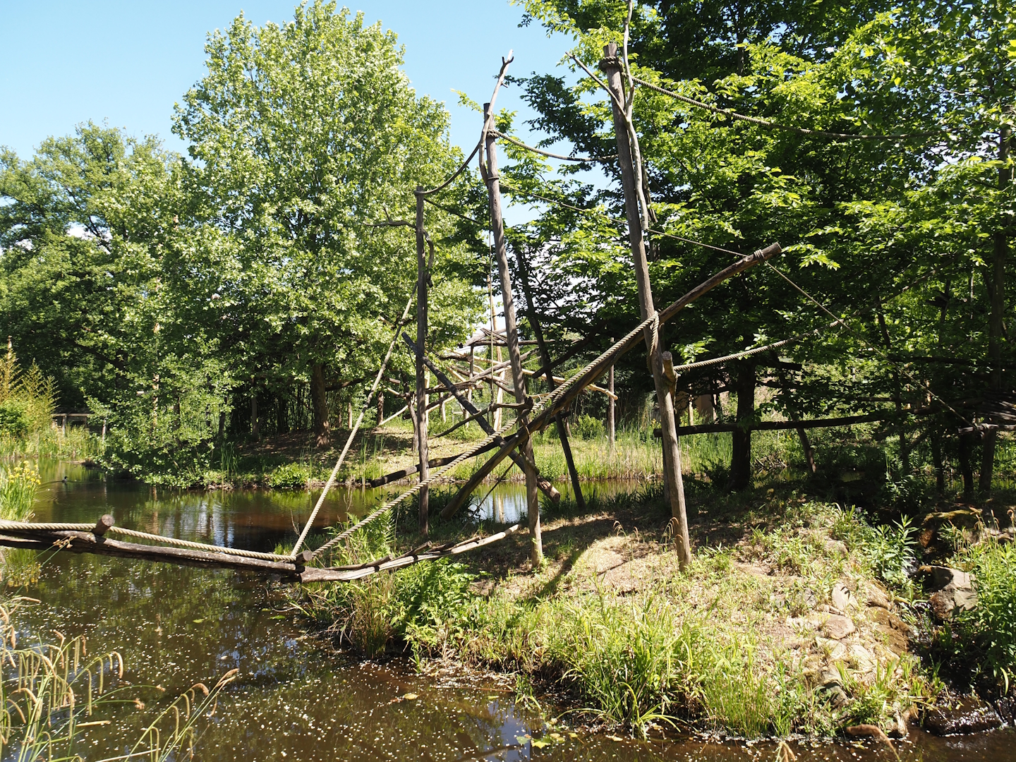 Cotton-top tamarin island, with Lar gibbon island behind it, 2025-05-22