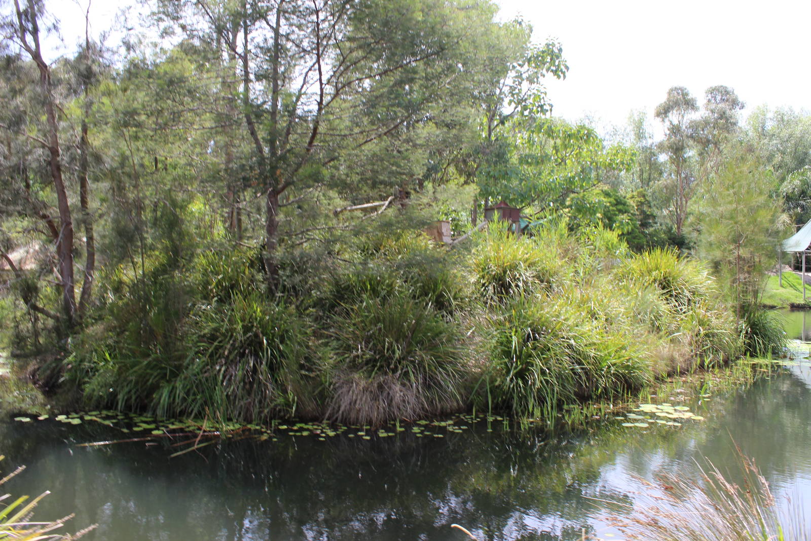 Cotton-Top Tamarin island