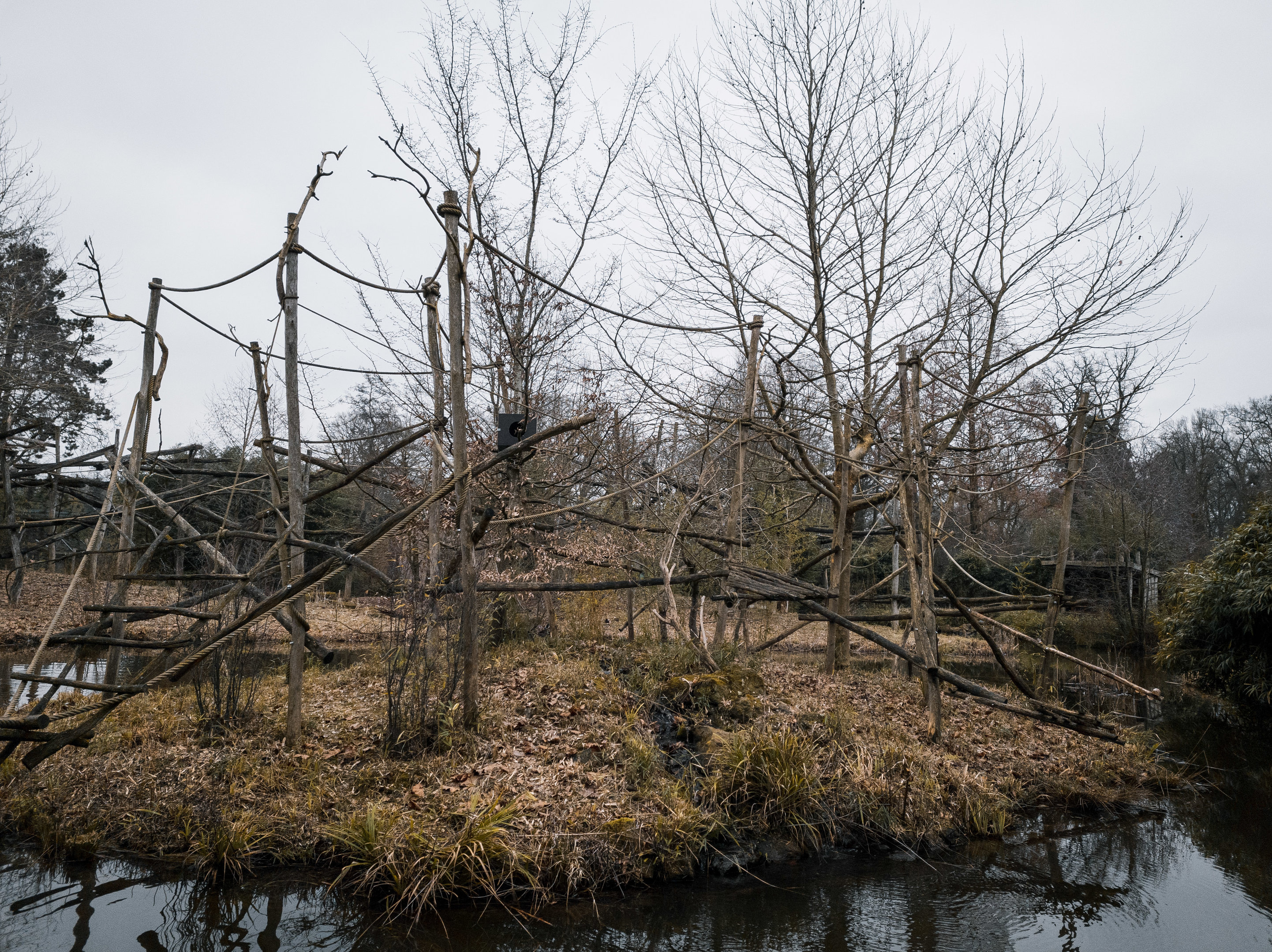 Cotton-Top Tamarin island