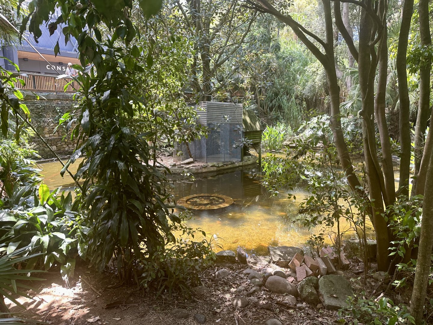 Cotton-top Tamarin Island