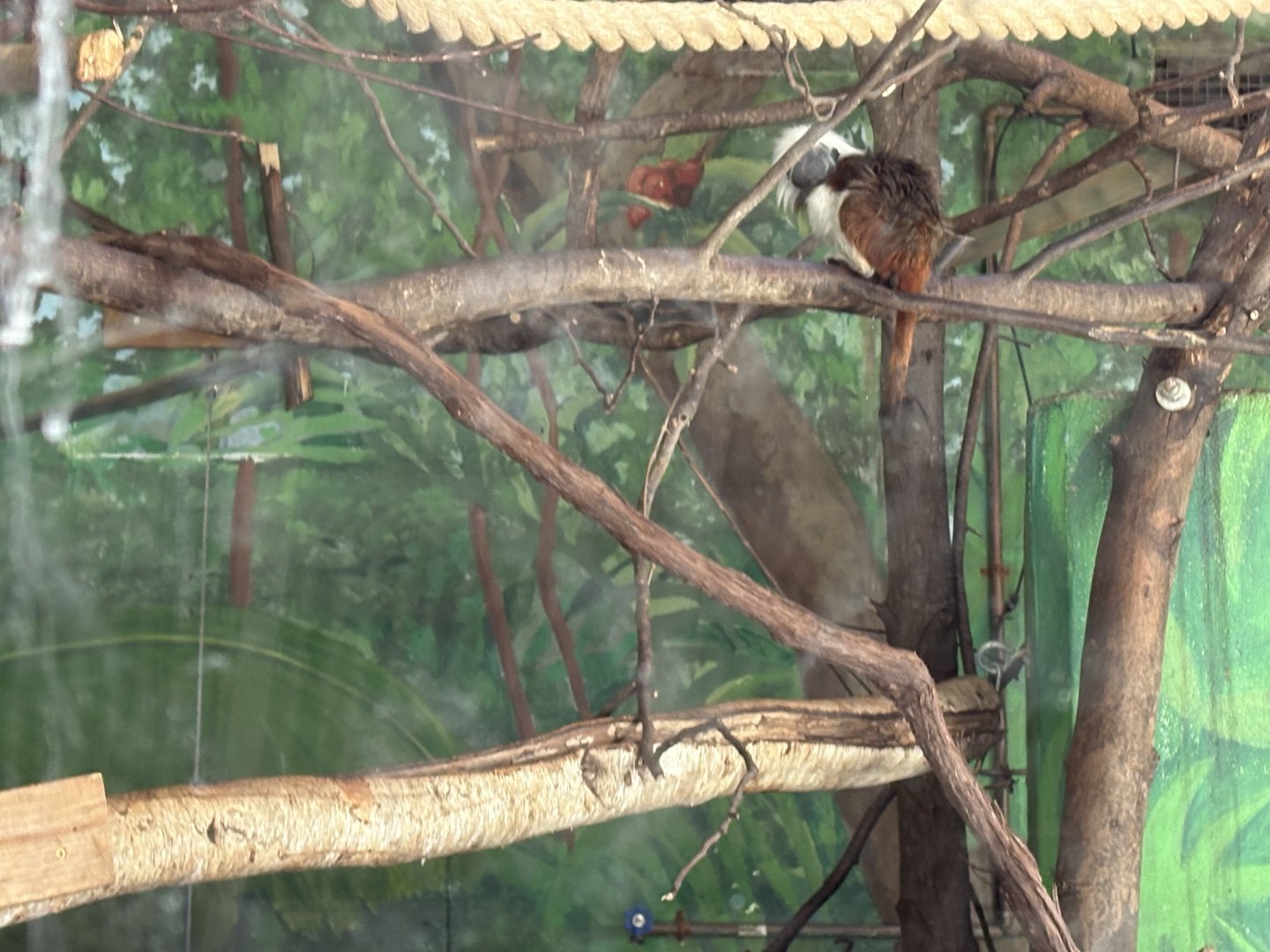 Cotton-top Tamarin - January 26, 2025