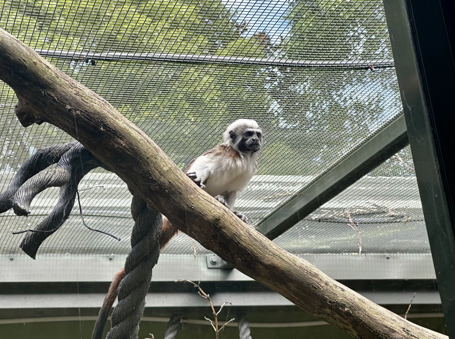 Cotton-top tamarin (juvenile)