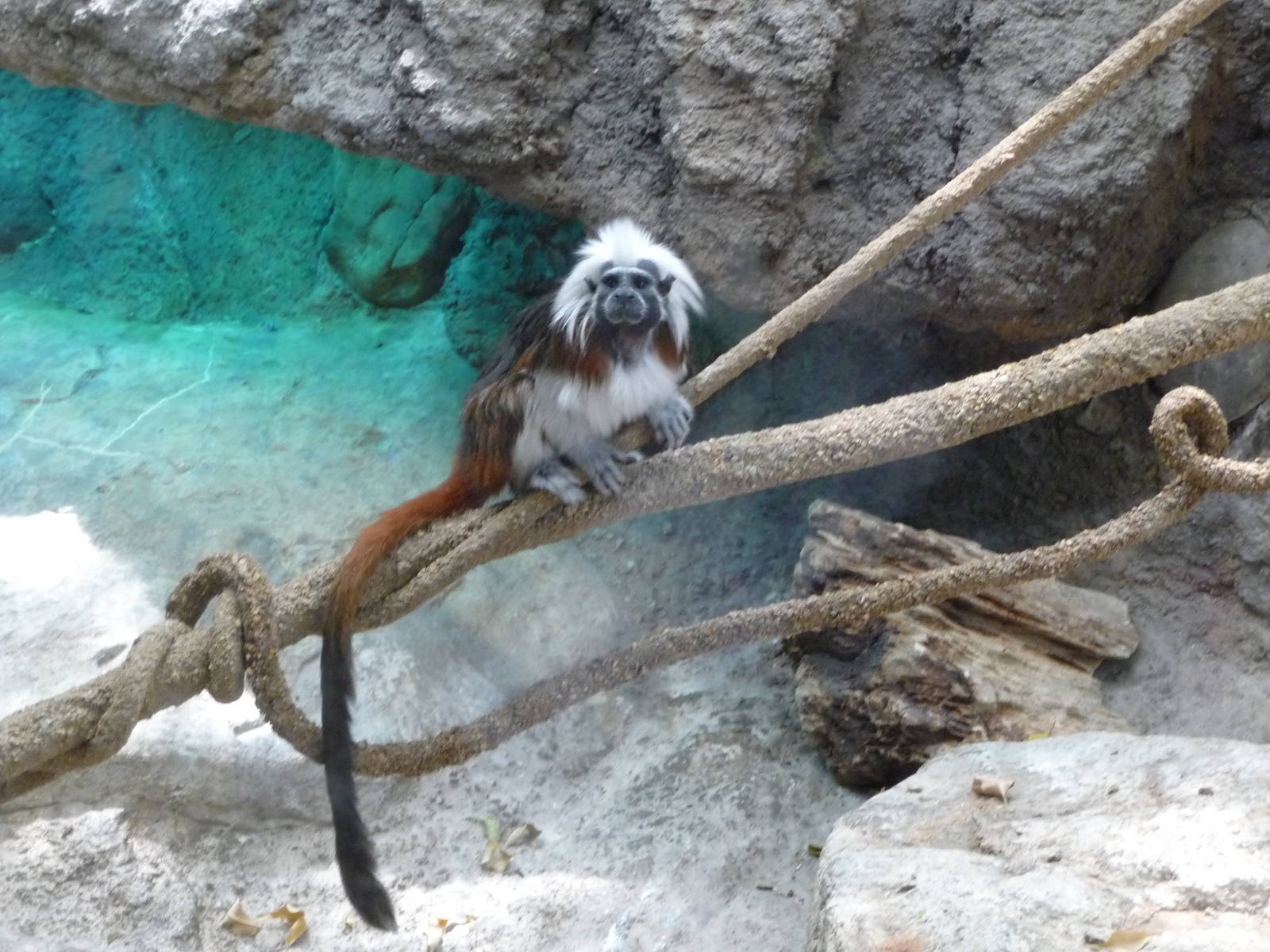 Cotton-top Tamarin - Lincoln Park Zoo
