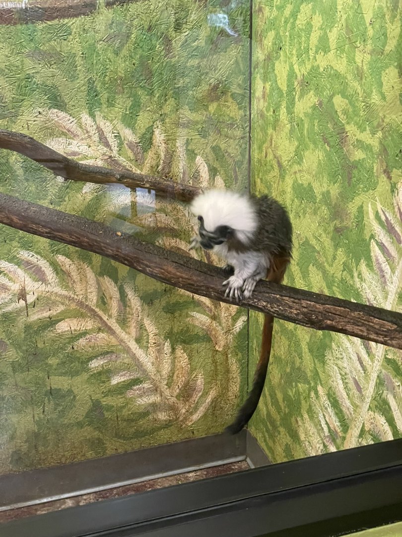 Cotton-Top Tamarin- May 2024