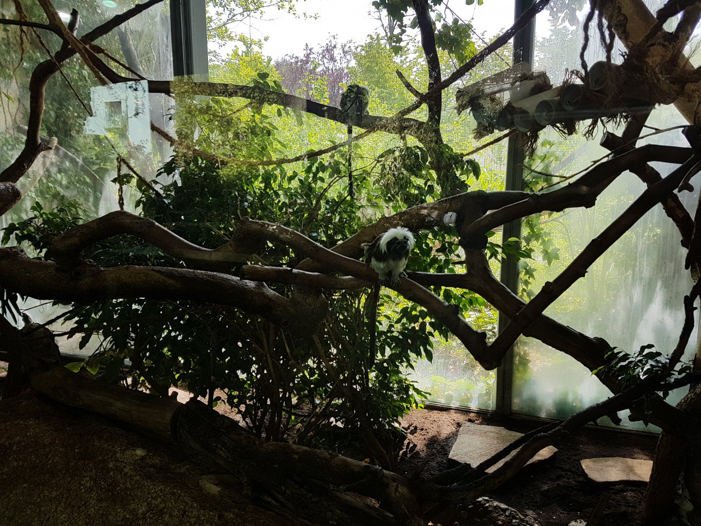 Cotton-top Tamarin, Monkey World