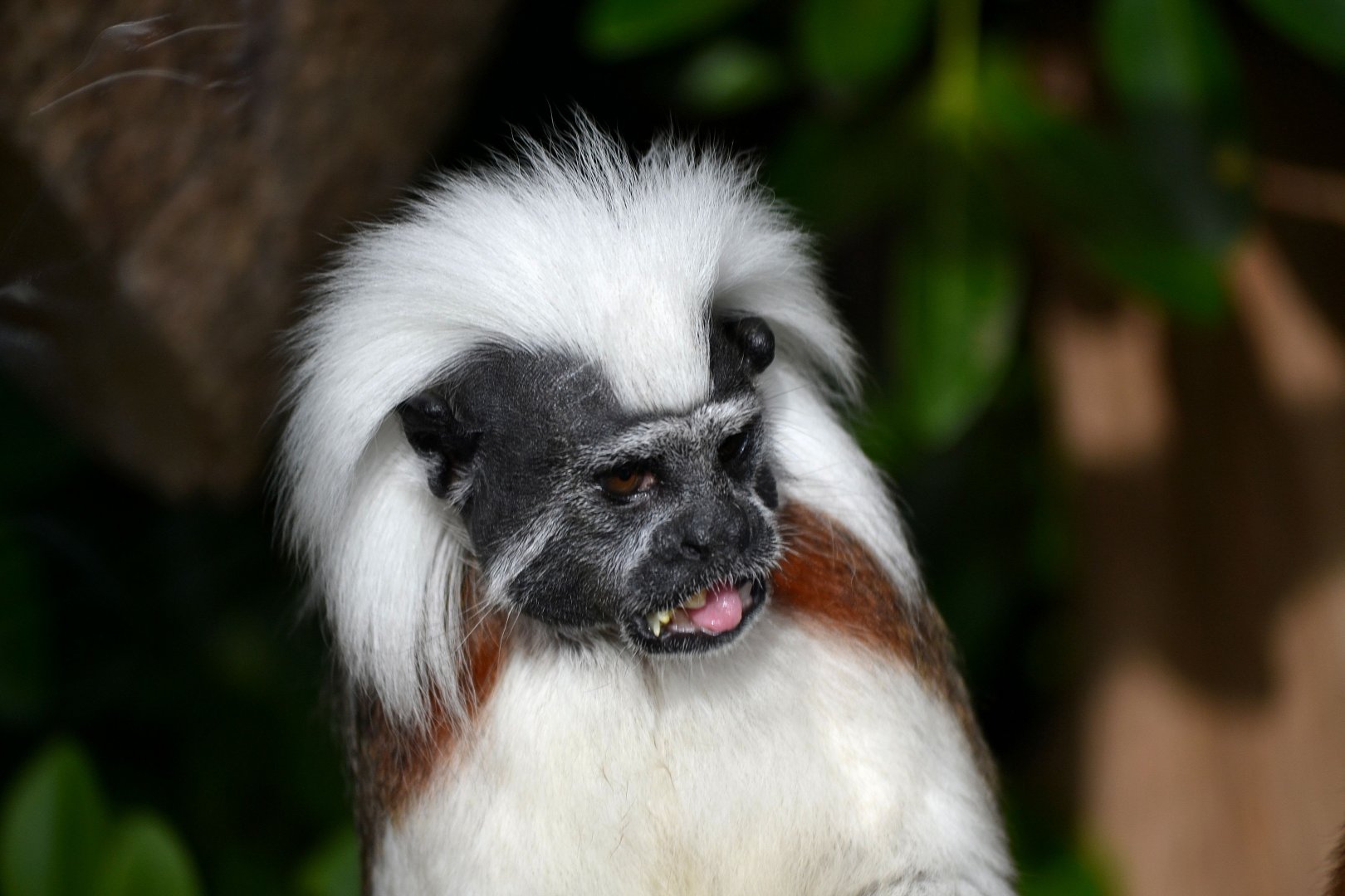 Cotton Top Tamarin - October 2016