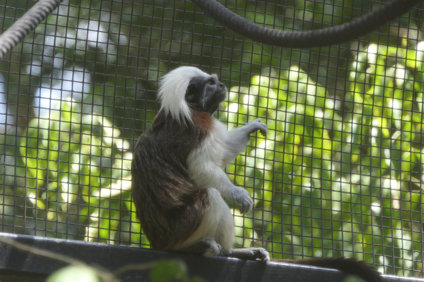 Cotton-top Tamarin (Oedipomidas oedipus)