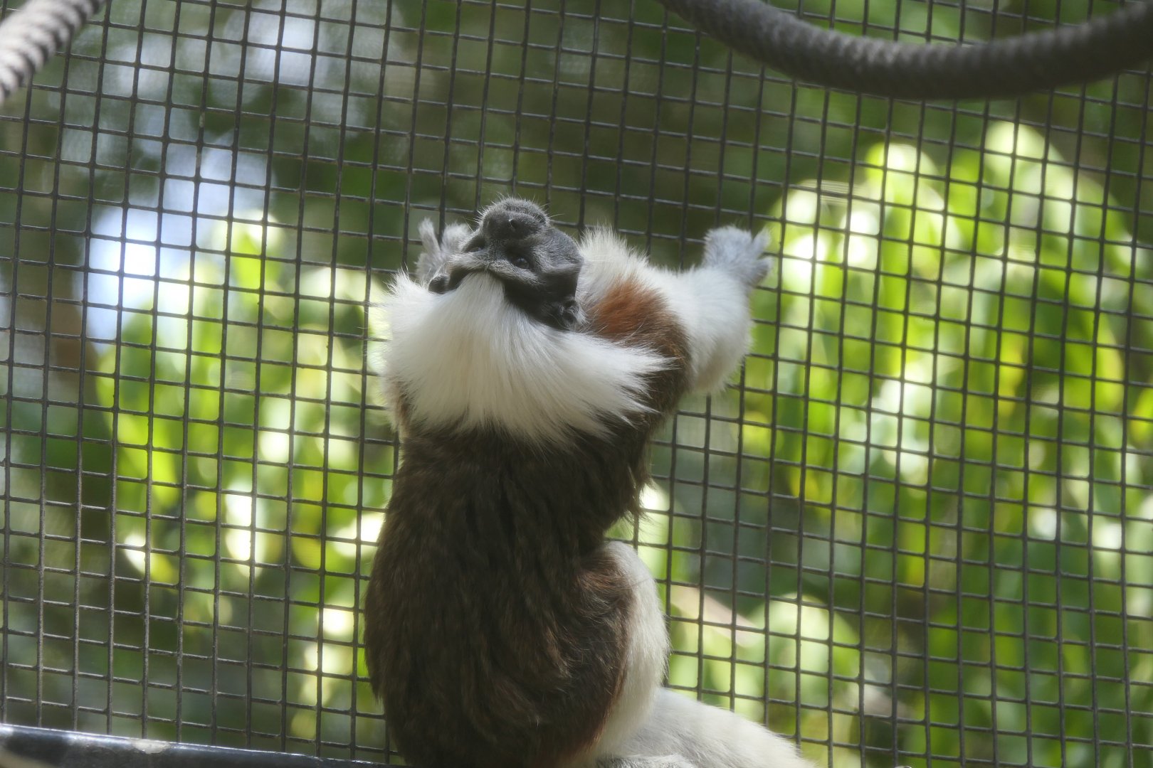 Cotton-top Tamarin (Oedipomidas oedipus)
