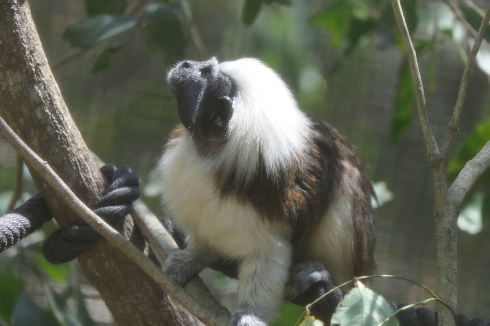 Cotton-top Tamarin (Oedipomidas oedipus)