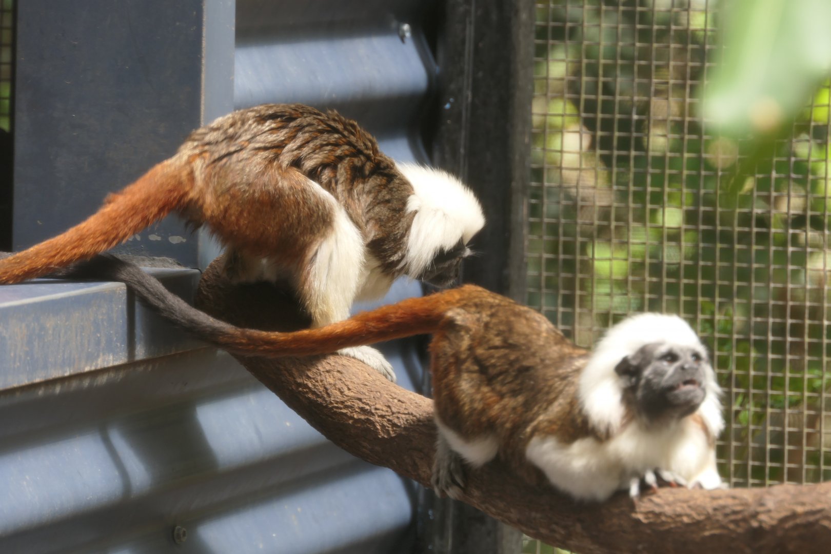 Cotton-top Tamarin (Oedipomidas oedipus)