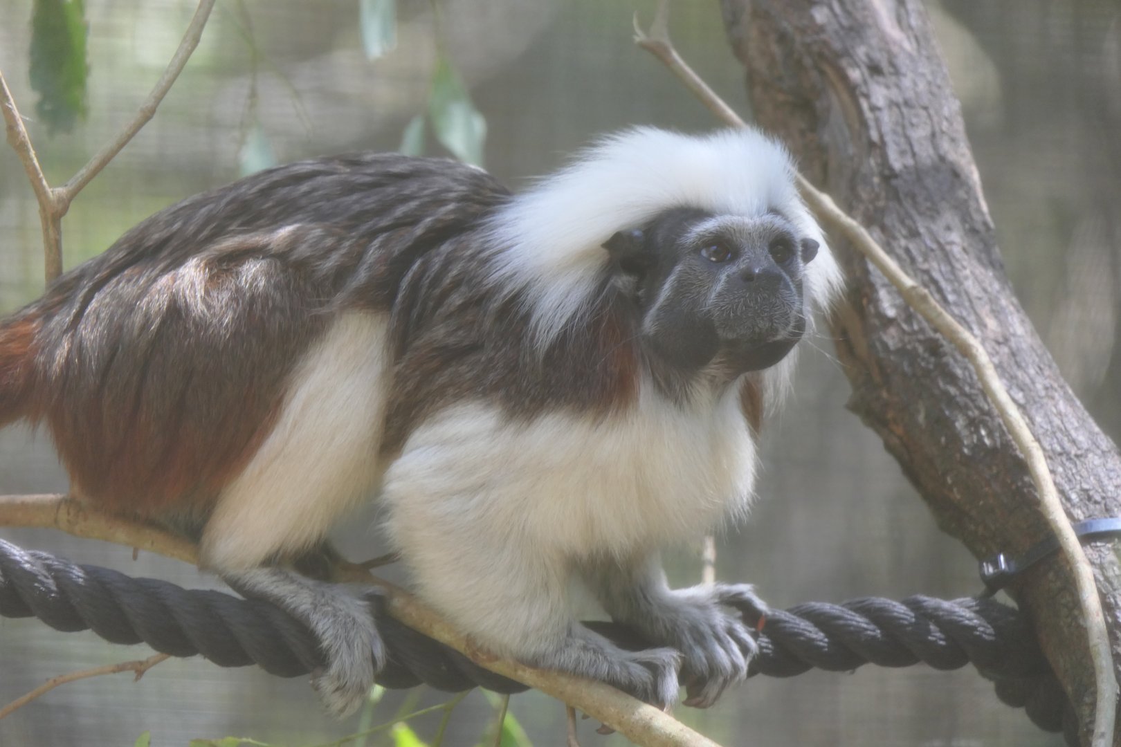 Cotton-top Tamarin (Oedipomidas oedipus)