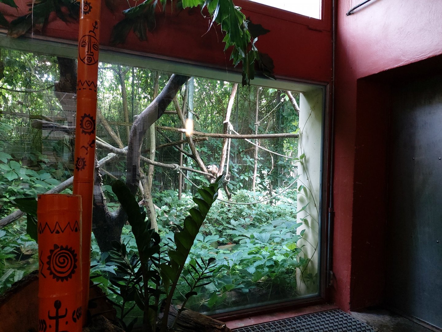 Cotton-top tamarin outdoor aviary - Singerie