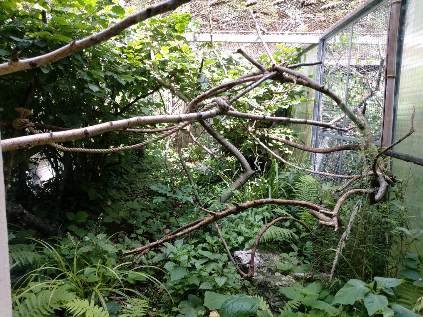 Cotton-top tamarin outdoor aviary - Singerie