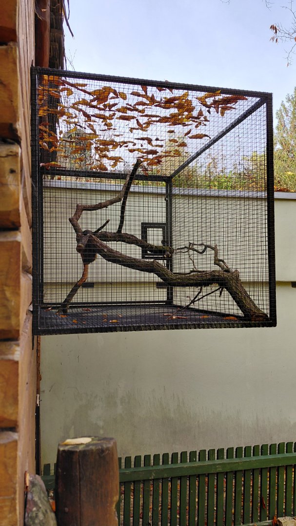 Cotton-top tamarin outdoor cage