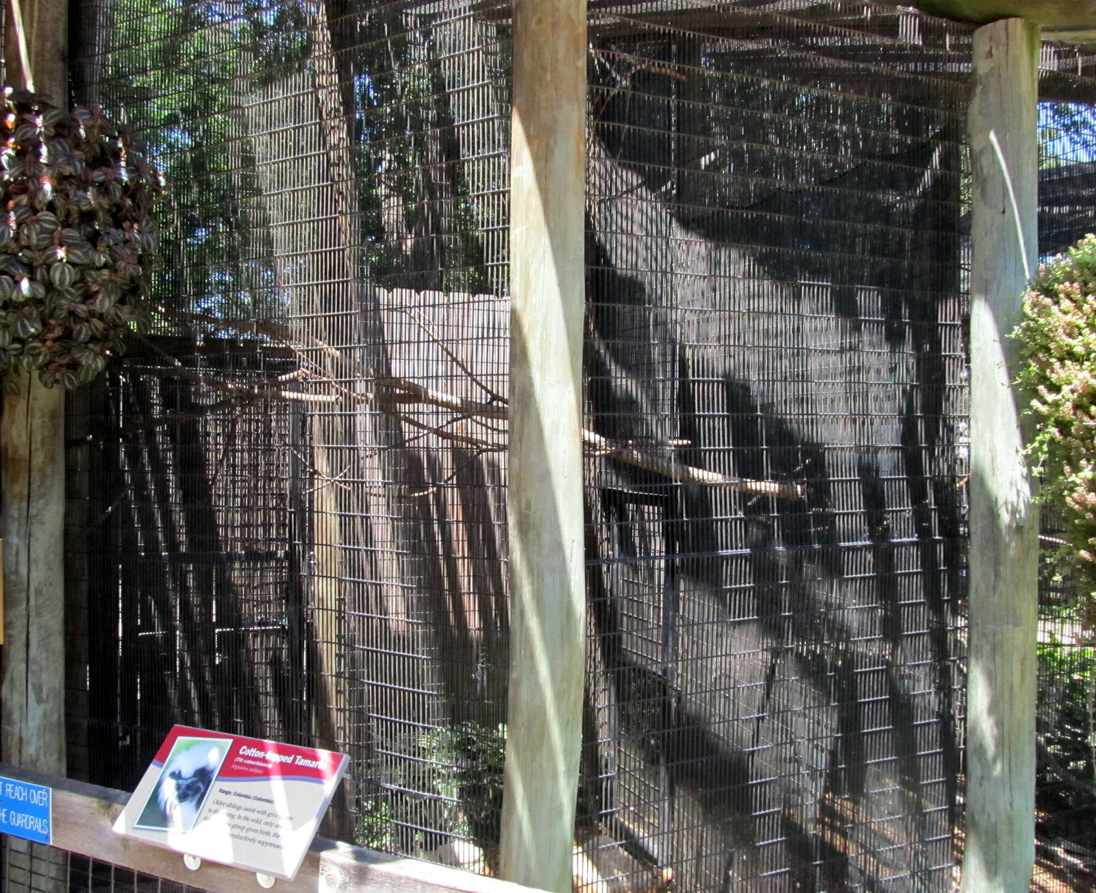 Cotton-top Tamarin Outdoor Exhibit