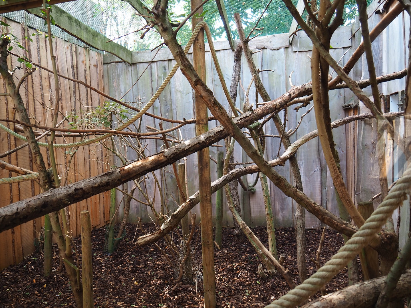 Cotton-top tamarin outdoor exhibit