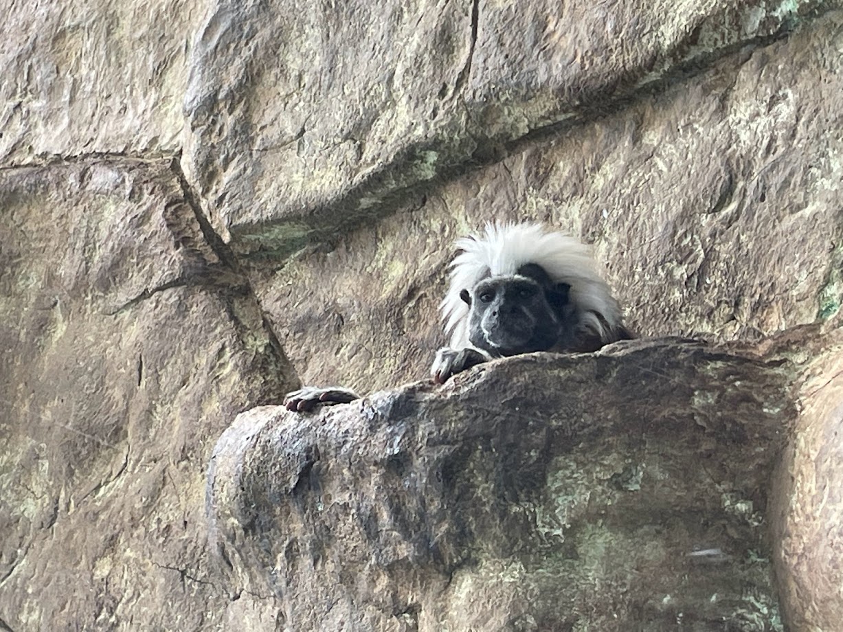 Cotton Top Tamarin Peaking Out