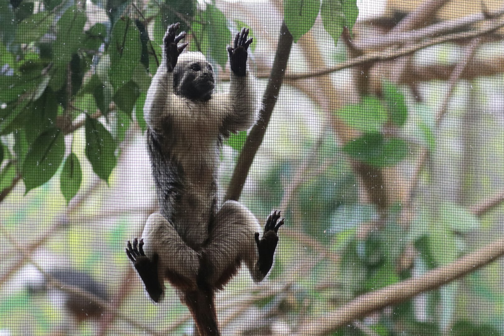 Cotton-top Tamarin - Potter Park Zoo - 05/20/19