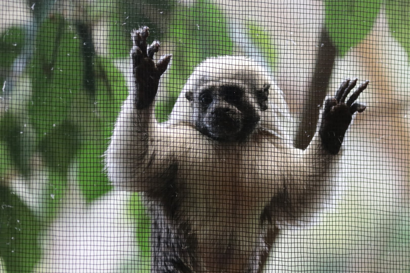 Cotton-top Tamarin - Potter Park Zoo - 05/20/19