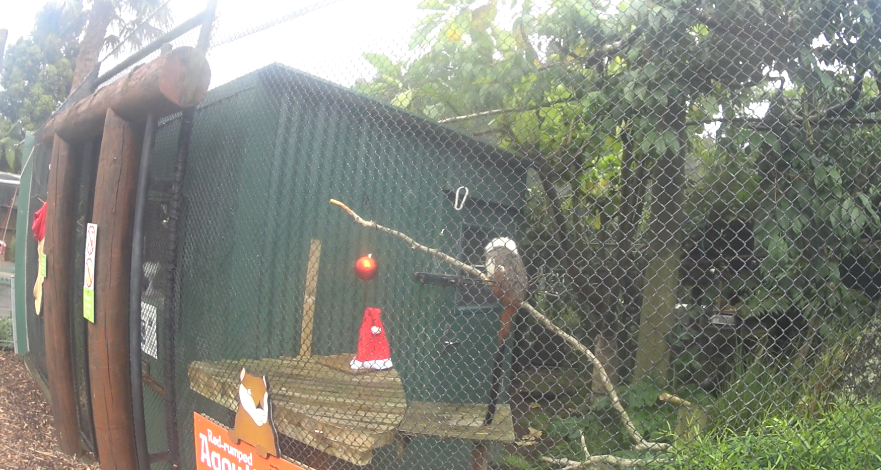 Cotton Top Tamarin/Red-Rumped Agouti Enclosure 2020
