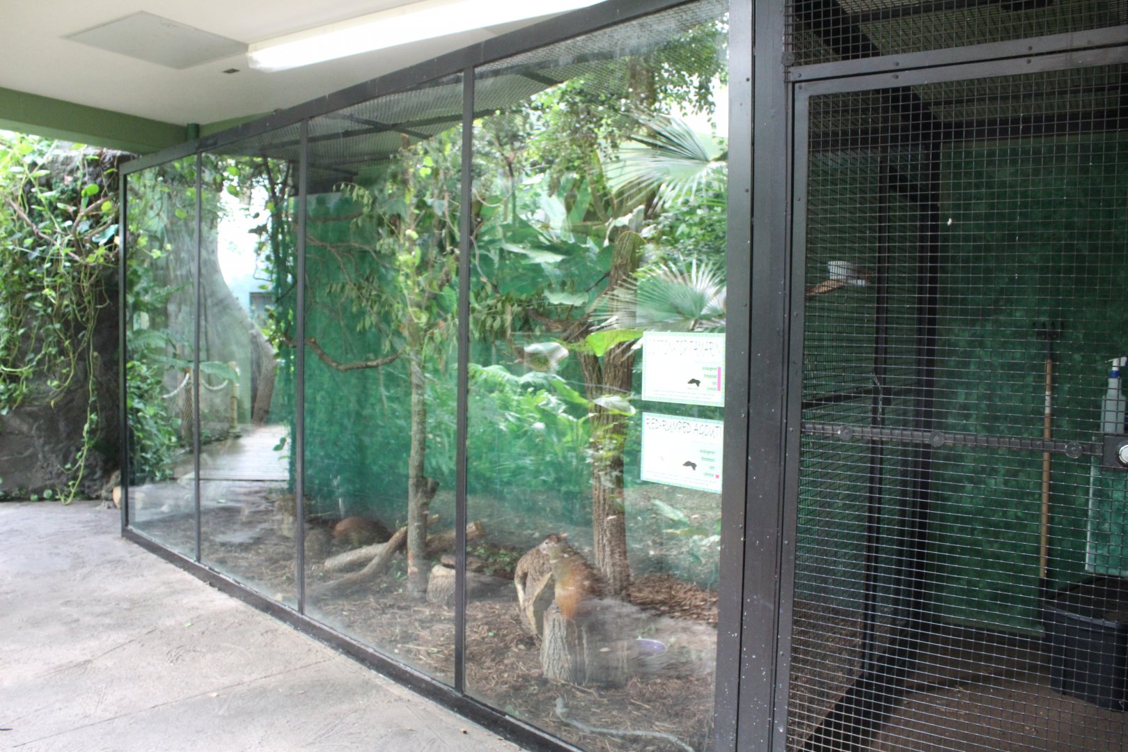 Cotton-top Tamarin & Red-rumped Agouti Exhibit - Rainforest House