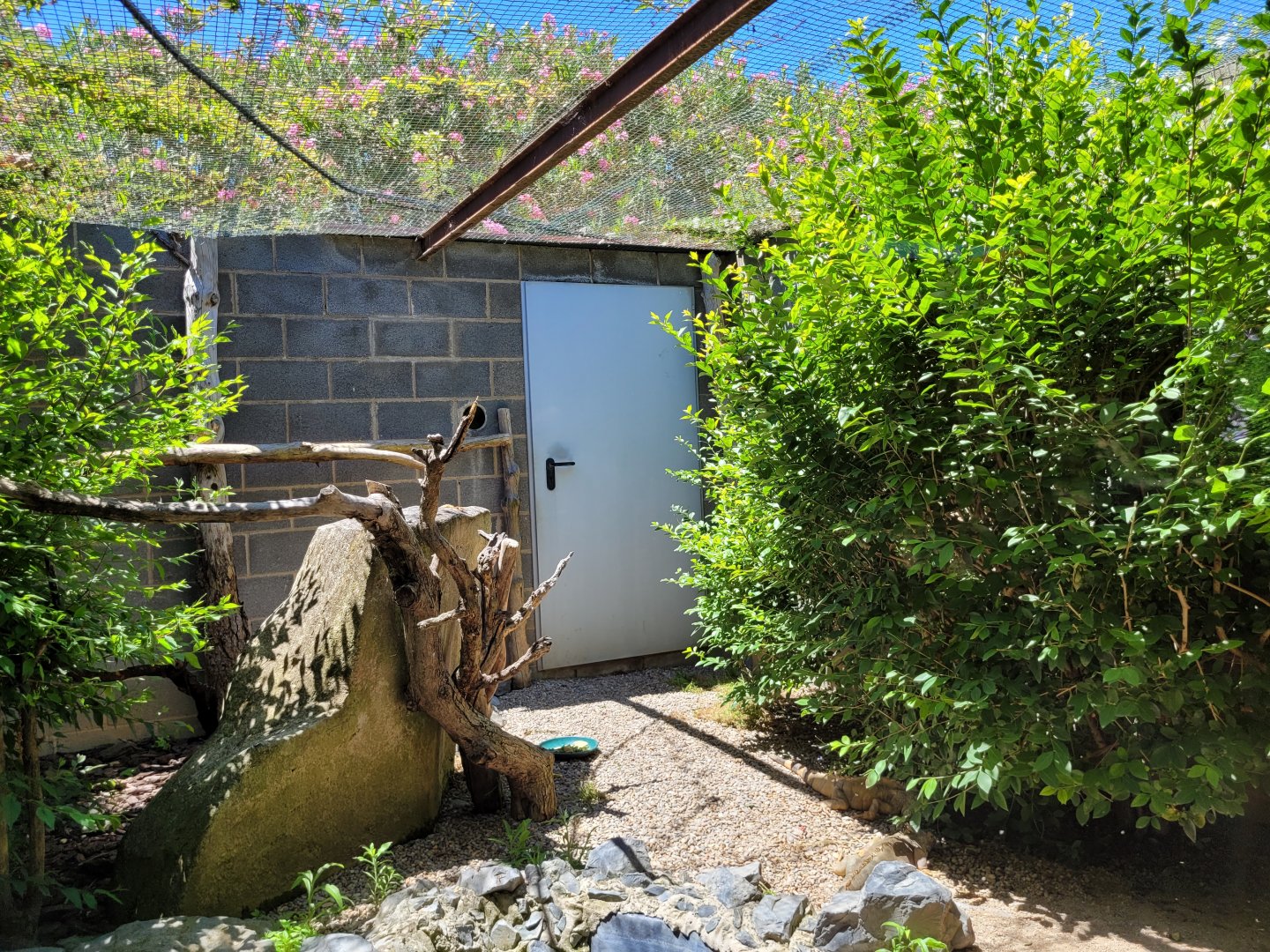 Cotton-top tamarin, Red-shouldered turquoise-fronted amazon, Common green iguana and Greek tortoise exhibit -Sendaviva (2024)