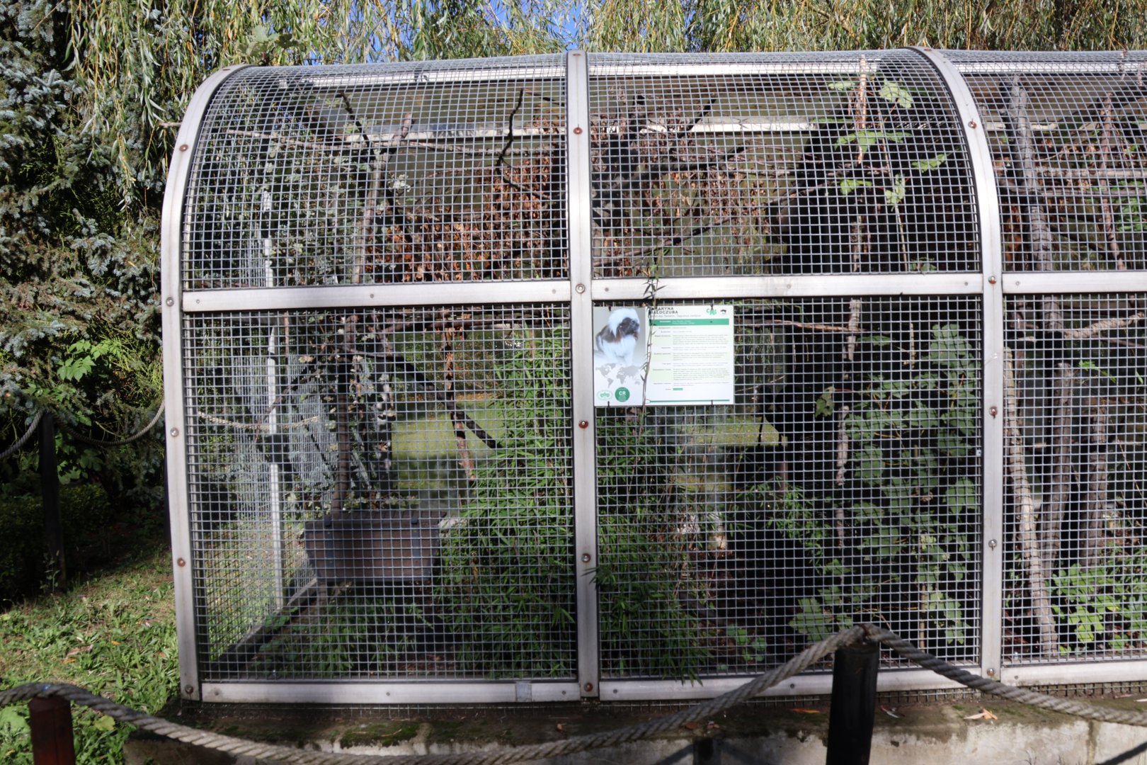 Cotton-top Tamarin (Saguinis oedipus)