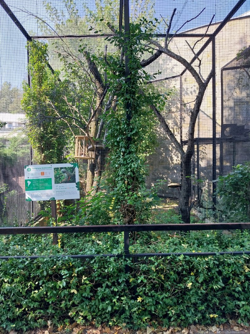 Cotton-top Tamarin (Saguinis oedipus)