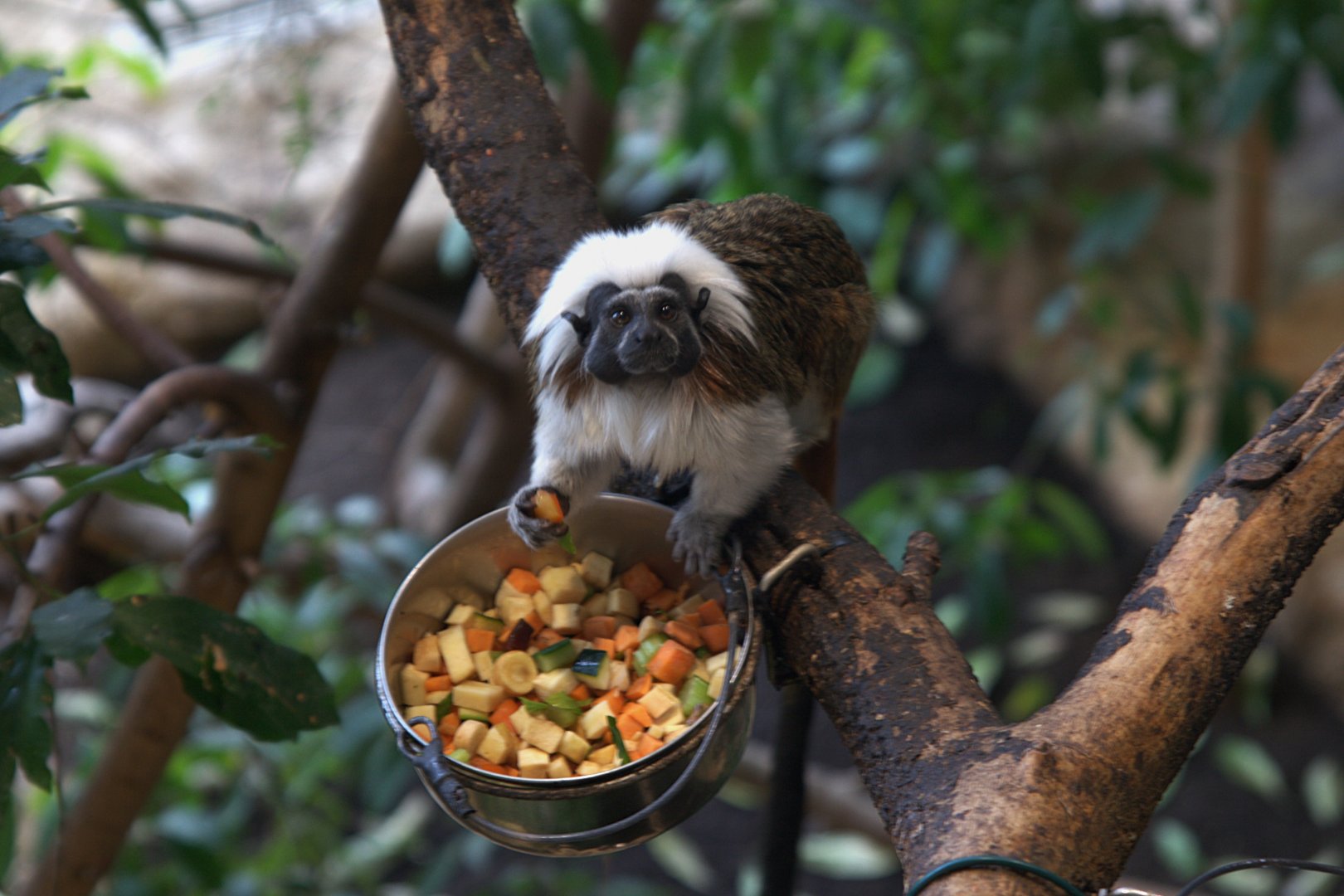 Cotton-top Tamarin (Saguinus oedipus), 09-09-25