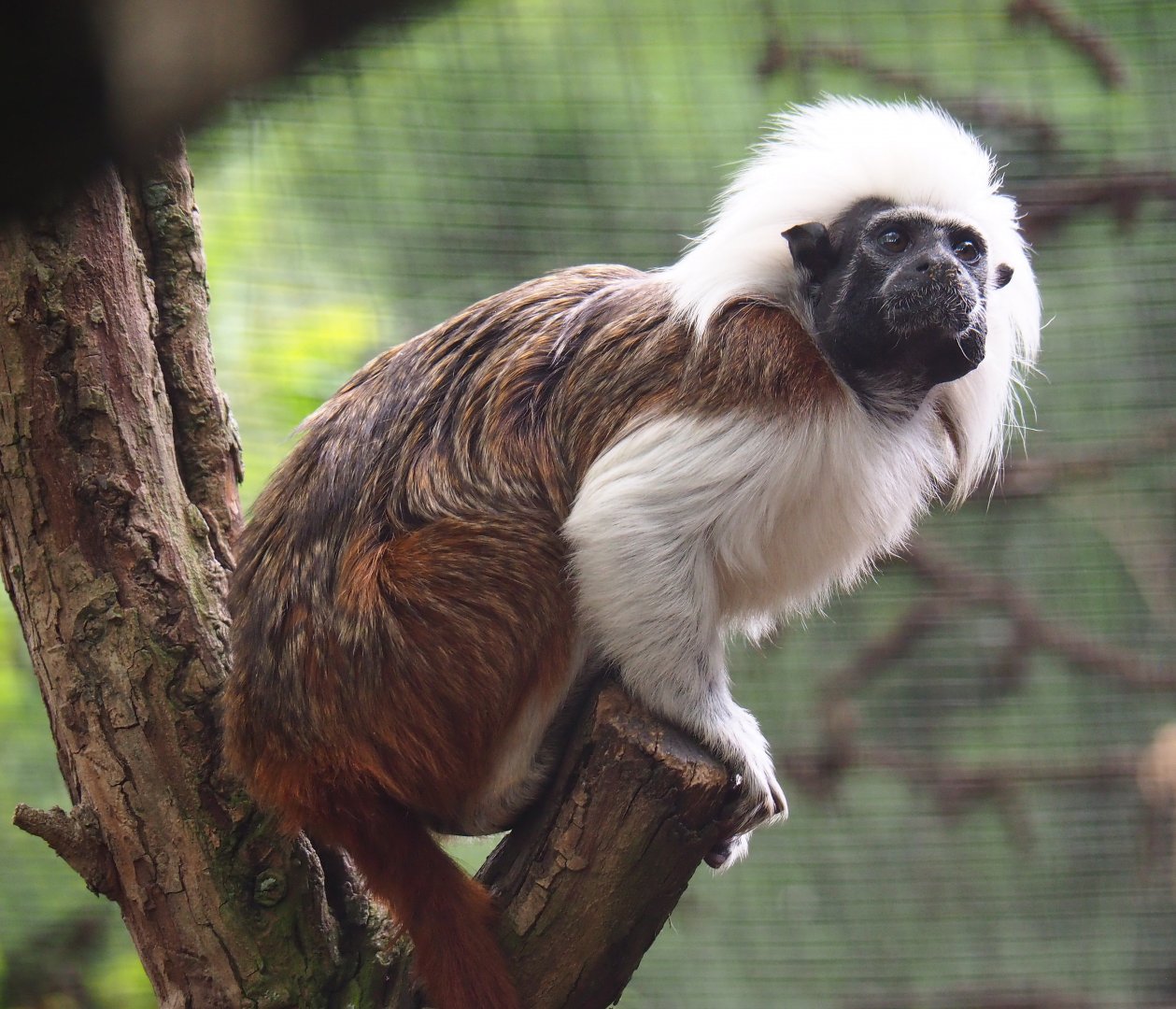 Cotton-top tamarin (Saguinus oedipus), 2019-05-25