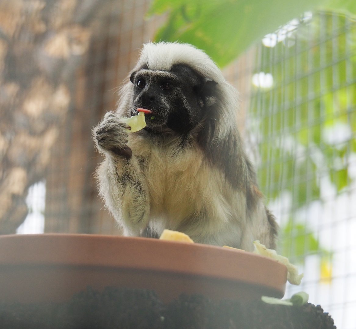 Cotton-top tamarin (Saguinus oedipus), 2020-09-03