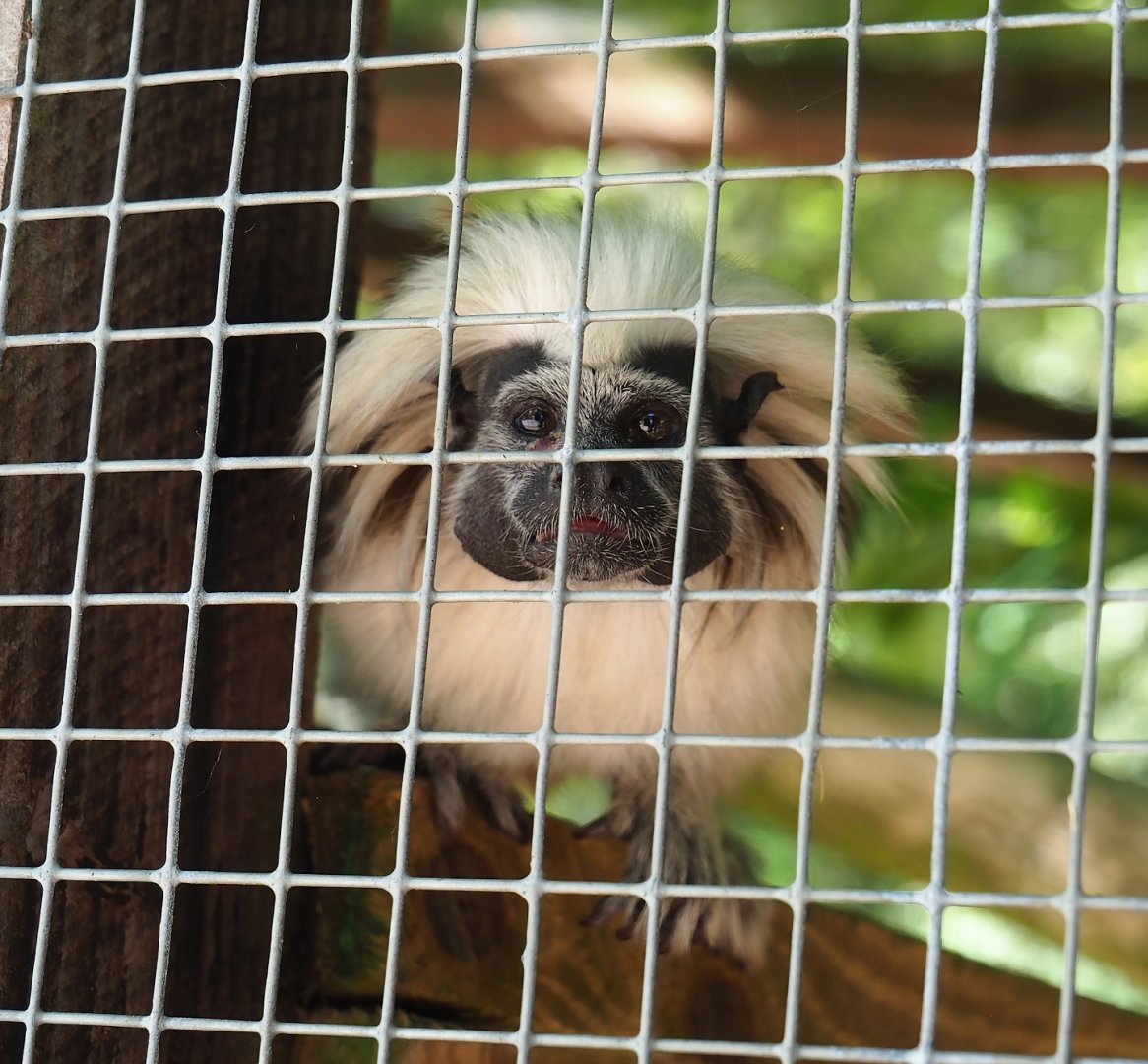 Cotton-top tamarin (Saguinus oedipus), 2023-06-24