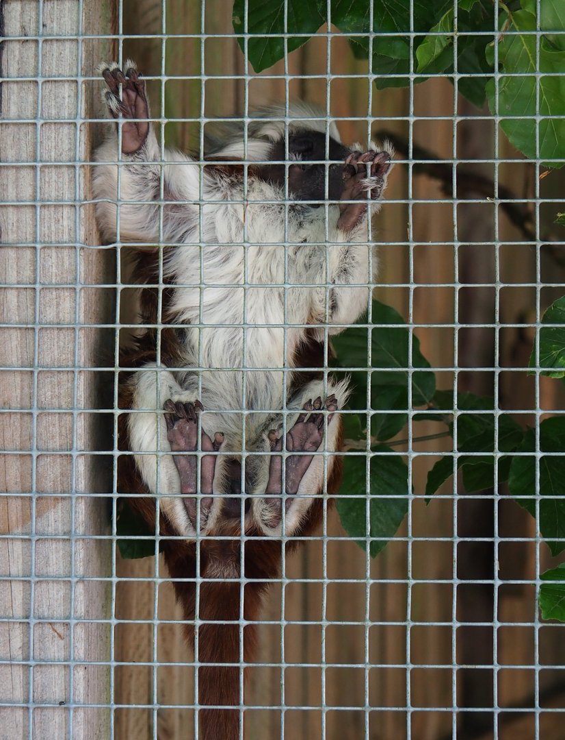 Cotton-top tamarin (Saguinus oedipus), 2023-06-24
