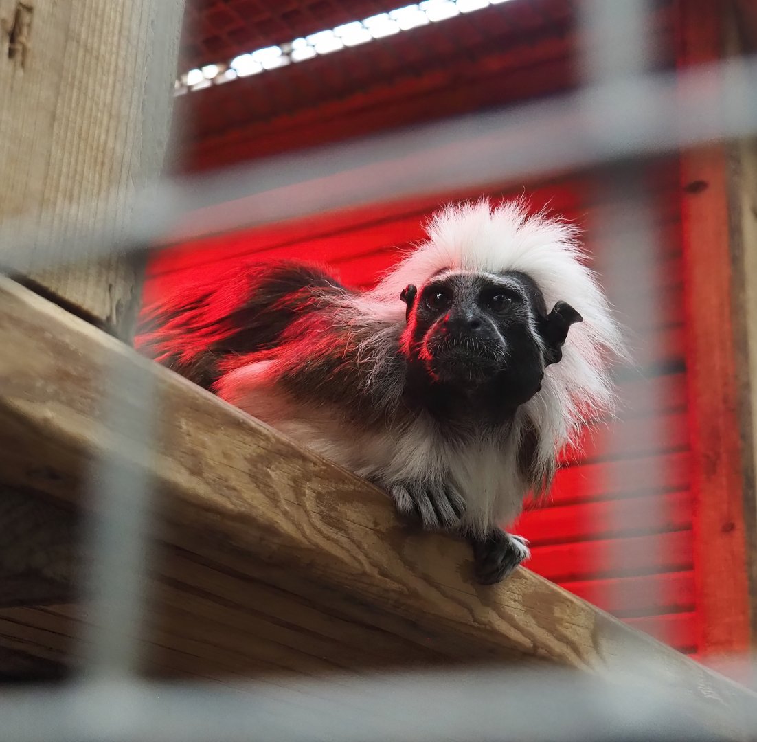 Cotton-top tamarin (Saguinus oedipus), 2023-10-13