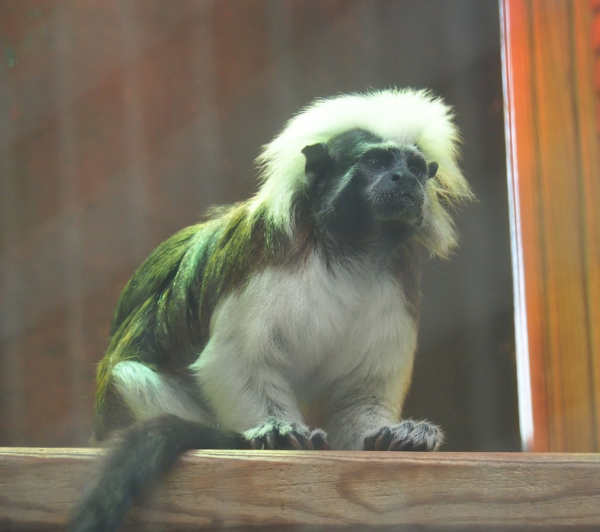 Cotton-top tamarin (Saguinus oedipus), 2023-10-13