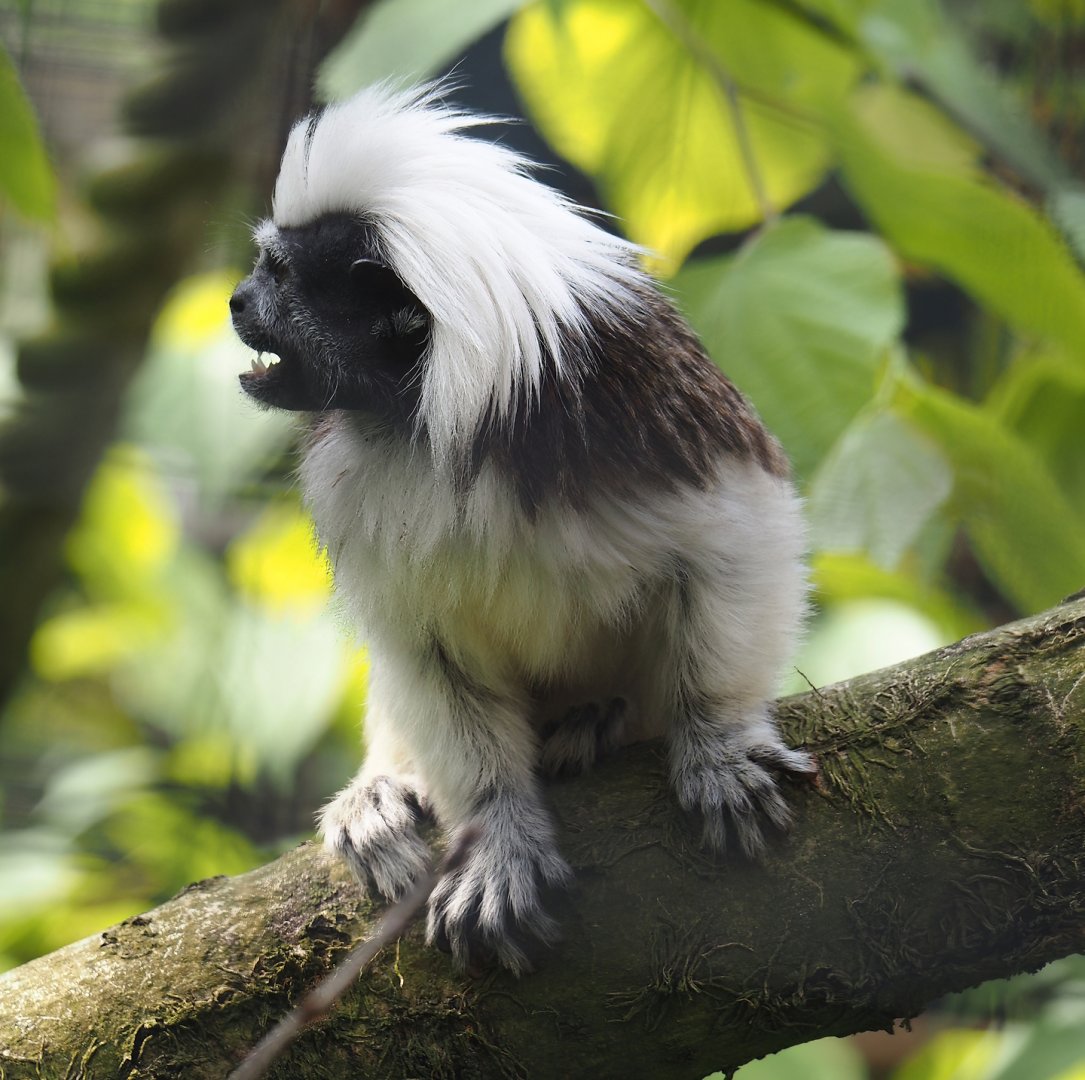 Cotton-top tamarin (Saguinus oedipus), 2024-05-11