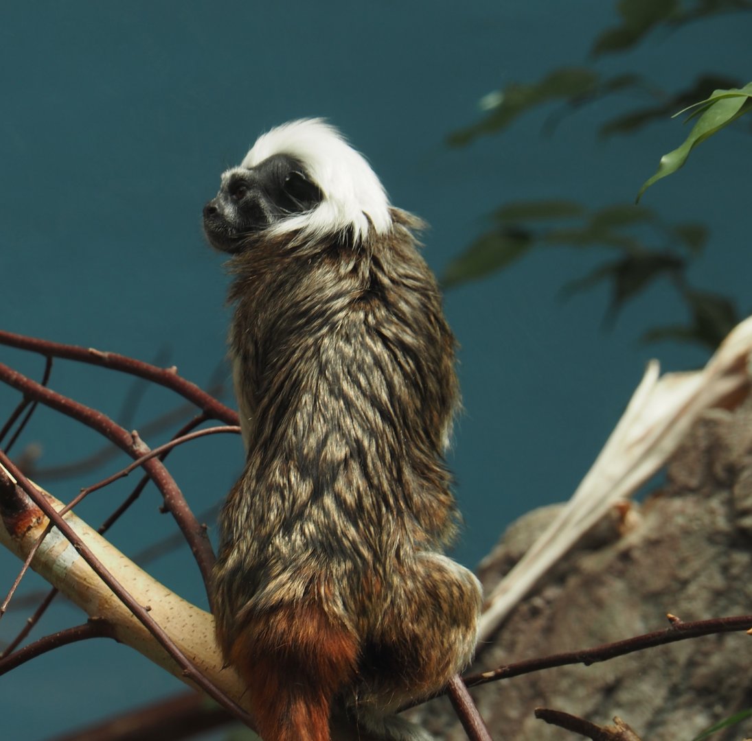 Cotton-top tamarin (Saguinus oedipus), 2024-06-30