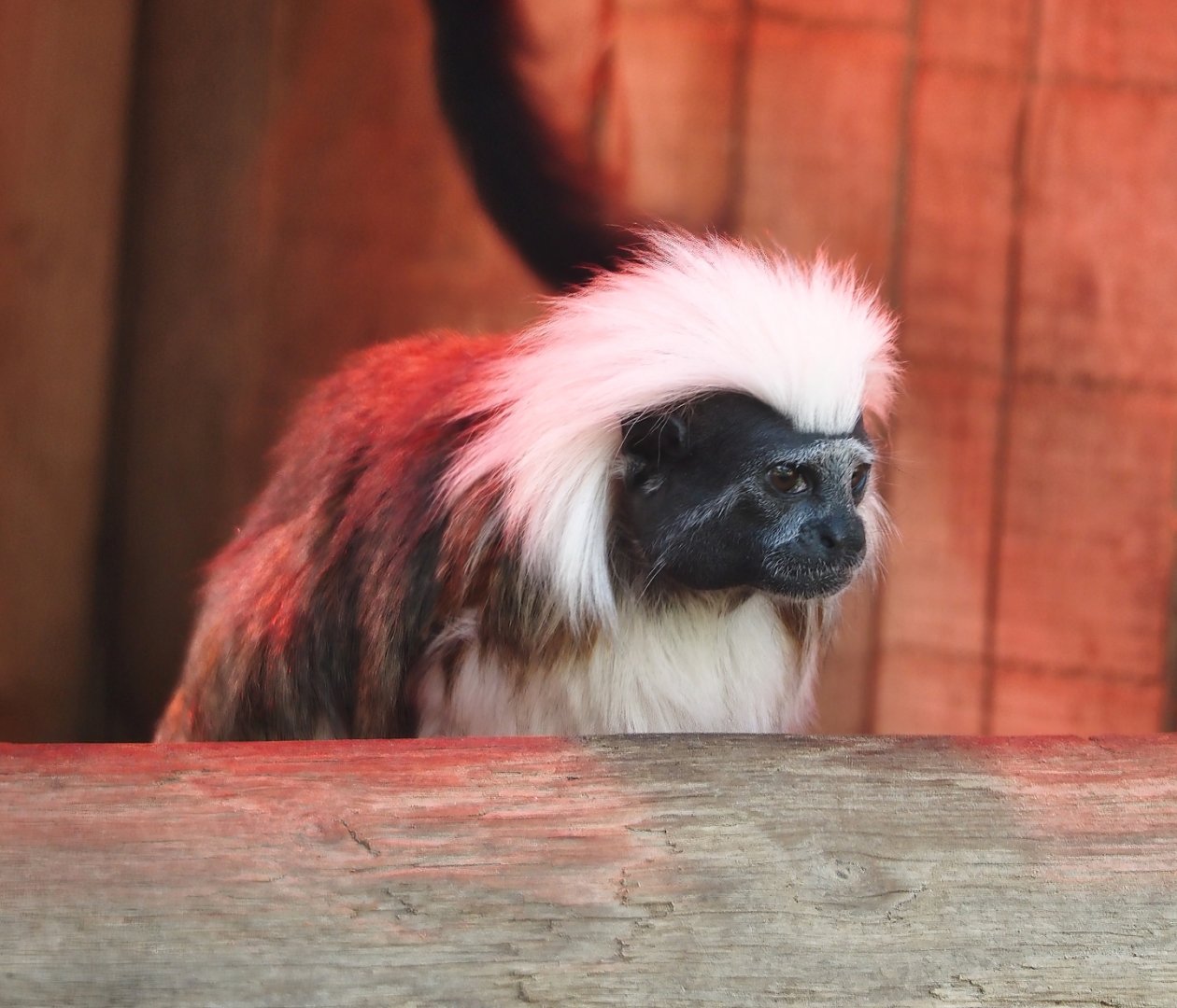 Cotton-top tamarin (Saguinus oedipus), 2024-09-17