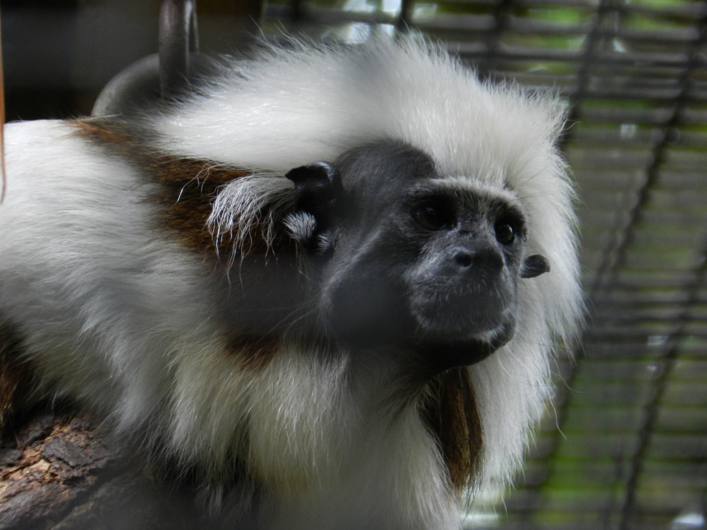 Cotton-Top Tamarin (Saguinus oedipus) at Central Florida Zoo and Botanical Gardens