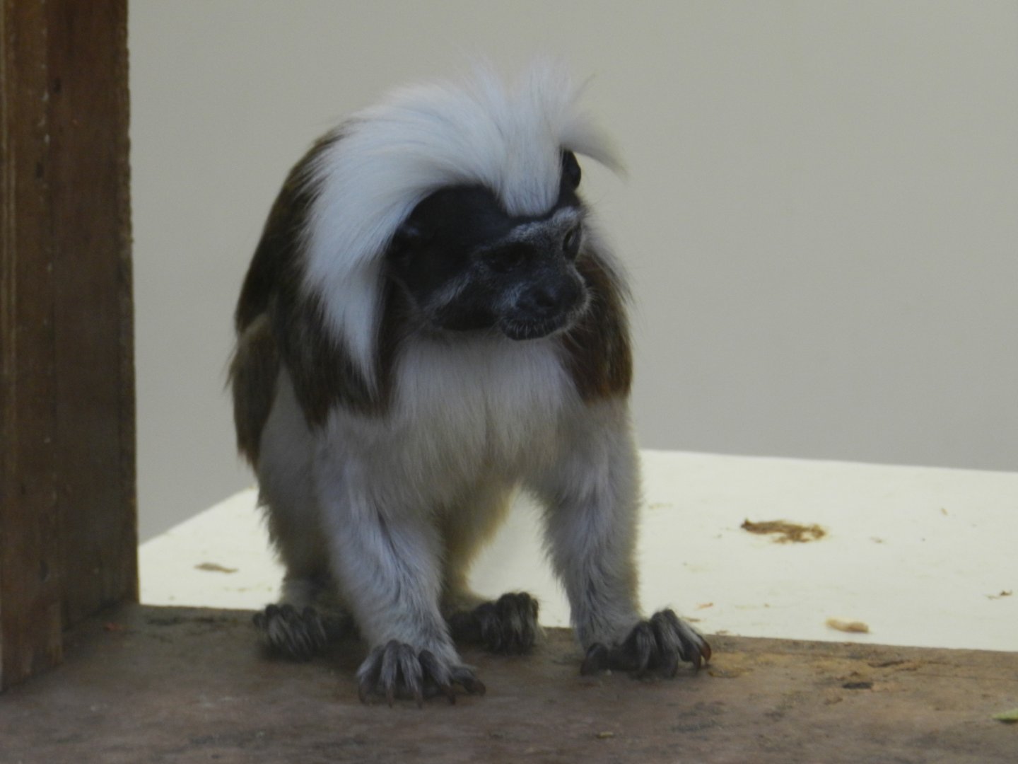 Cotton-Top Tamarin (Saguinus oedipus) at Ventura Wildlife Park, England